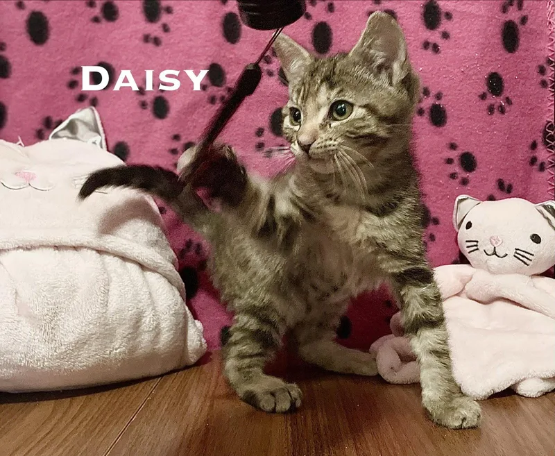 A baby small-sized female Domestic Short Hair cat named Daisy for adoption in El Centro, CA