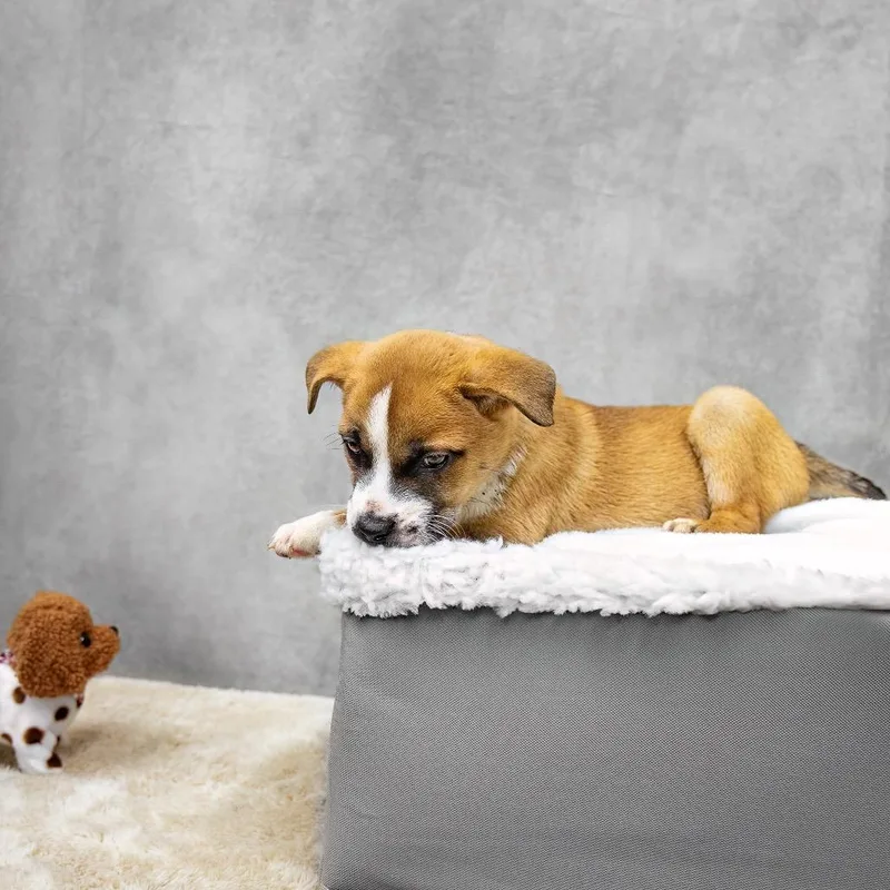 A baby medium-sized female Brown / Chocolate Black Mouth Cur dog named Laguna for adoption in Livingston, TX