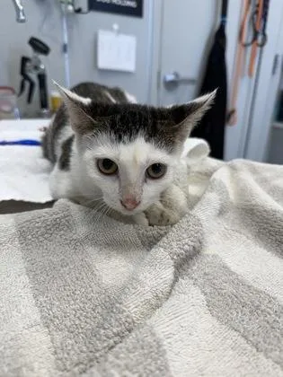 An adult medium-sized female Domestic Short Hair cat named Lydia for adoption in Lafayette, IN
