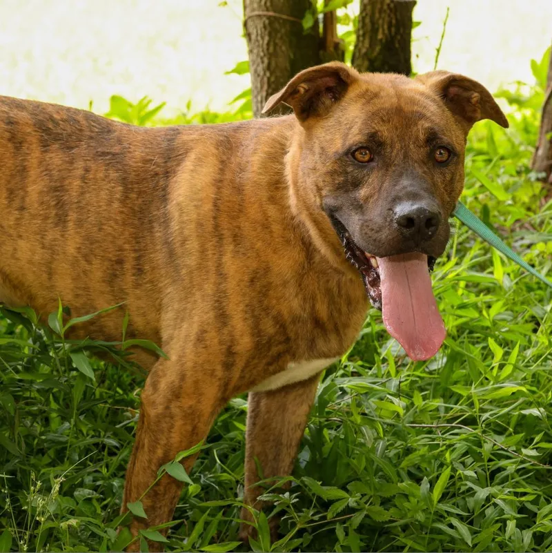 An adult large-sized male Plott Hound dog named Damon for adoption in Blairsville, GA