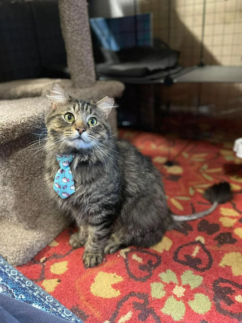 Mr. Pickles thumbnail 2