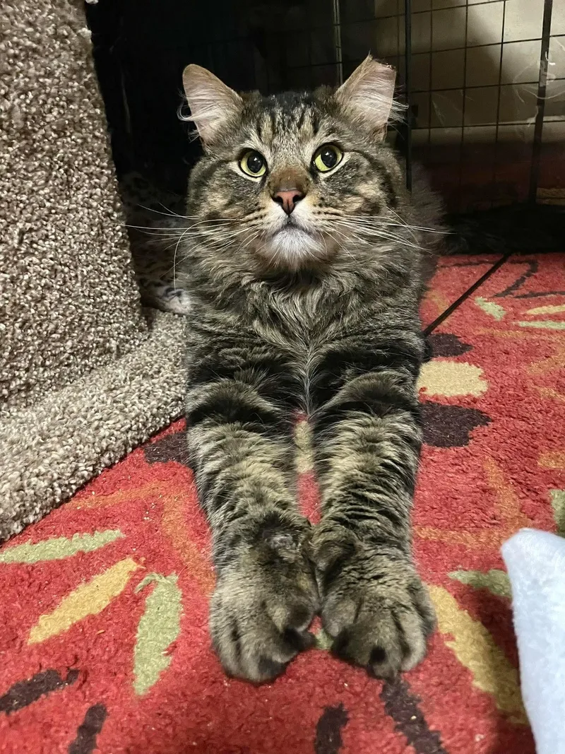 Mr. Pickles thumbnail 4