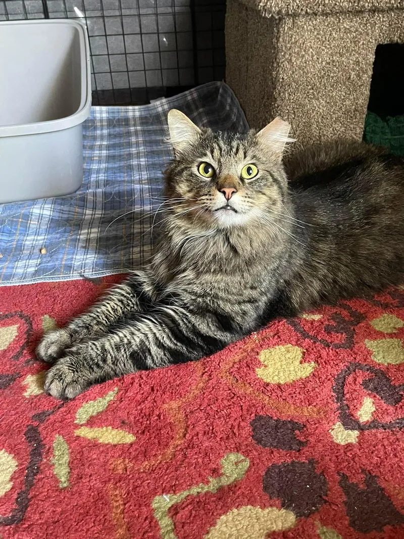 Mr. Pickles thumbnail 5