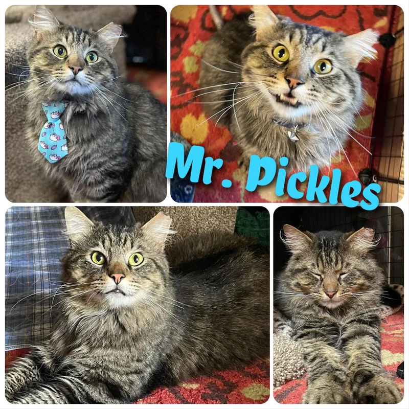 Mr. Pickles