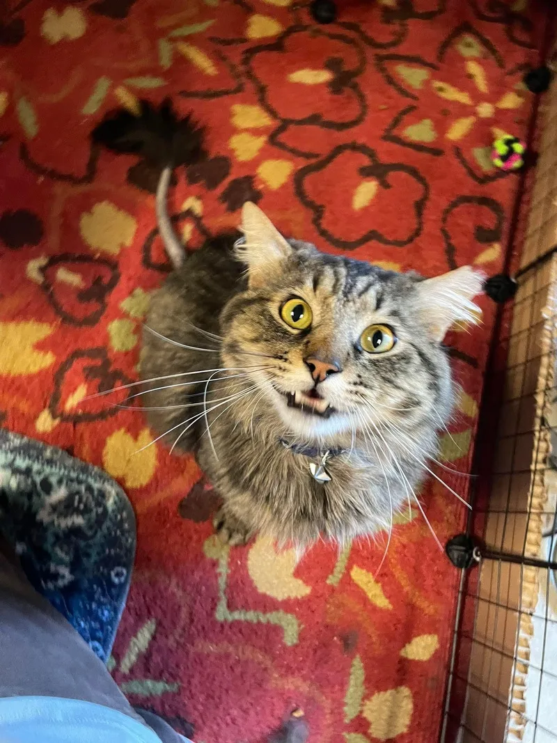 Mr. Pickles thumbnail 6