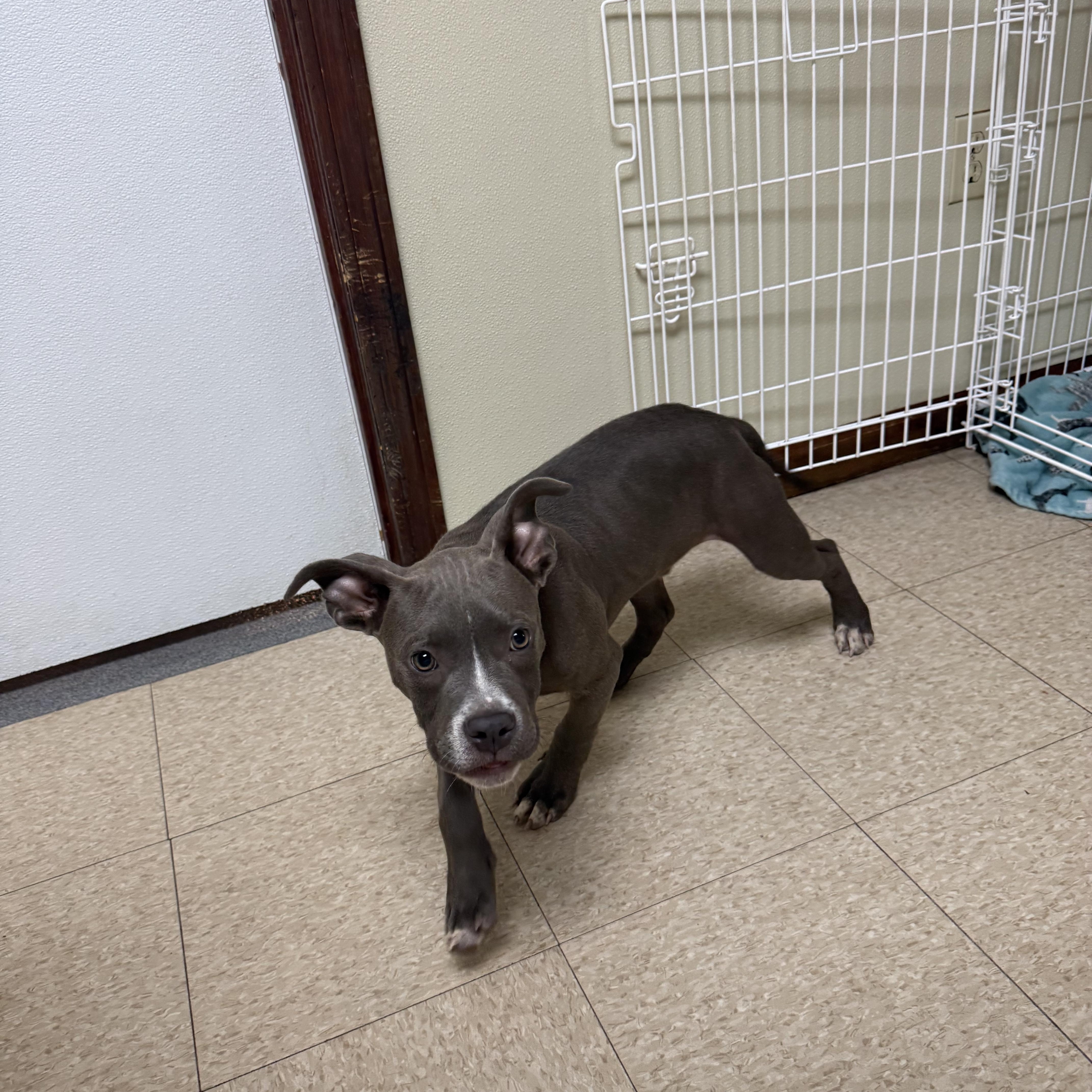 A baby medium-sized male Gray / Blue / Silver Mixed Breed dog named Cane for adoption in Douglas, MA