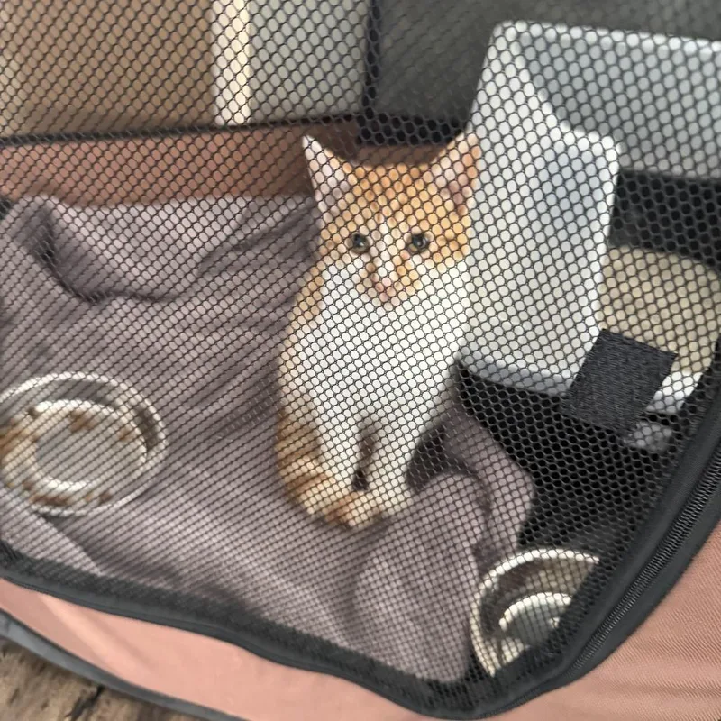 A baby small-sized male Orange / Red Domestic Short Hair cat named Mochi Kitto for adoption in Long Beach, CA