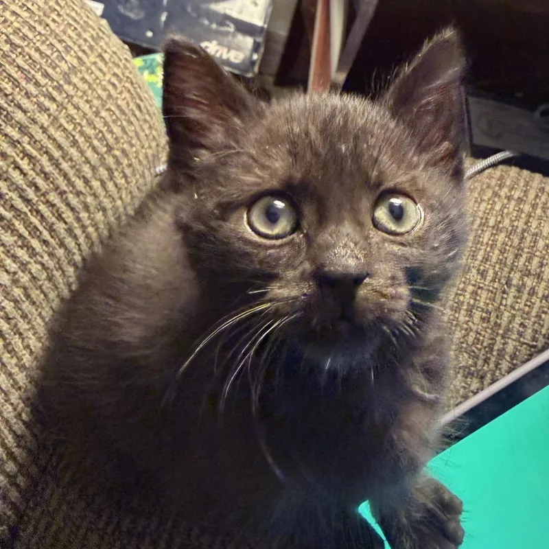 A baby small-sized male Black Domestic Short Hair cat named Leaf for adoption in Lynchburg, VA
