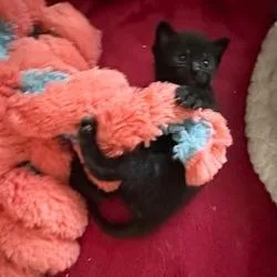 A baby small-sized male Black Domestic Short Hair cat named Bear for adoption in Madison, WI