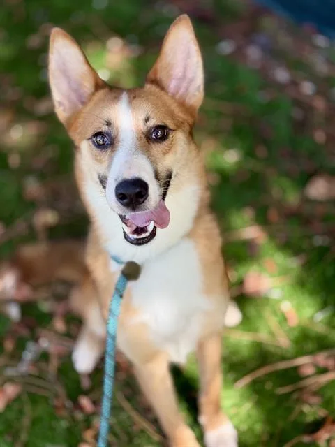 A young medium-sized male Mixed Breed dog named Hammy for adoption in Fort Walton Beach, FL