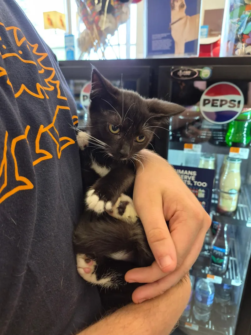 A baby medium-sized female Black & White / Tuxedo Domestic Short Hair cat named Morrigan for adoption in Great Mills, MD