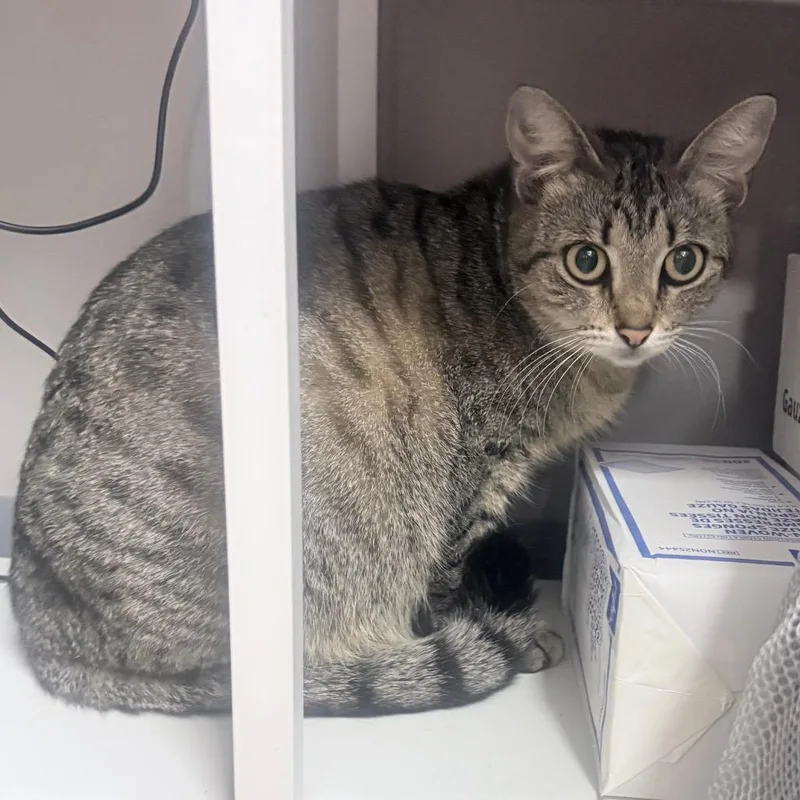 A young medium-sized female Brown / Chocolate Domestic Short Hair cat named Tessa for adoption in Jupiter, FL