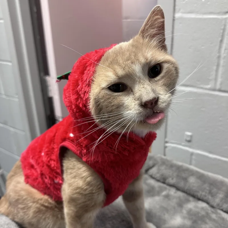 A senior medium-sized male Orange / Red Domestic Short Hair cat named Michelangelo for adoption in East Northport, NY
