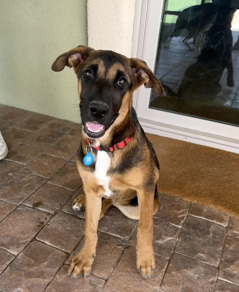 A baby medium-sized female Australian Shepherd dog named Sadie for adoption in Tucson, AZ