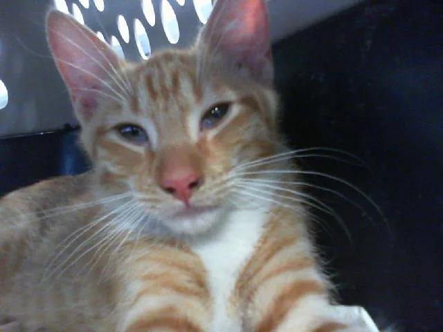 A baby small-sized male Domestic Short Hair cat named Paprika for adoption in Charlotte, NC