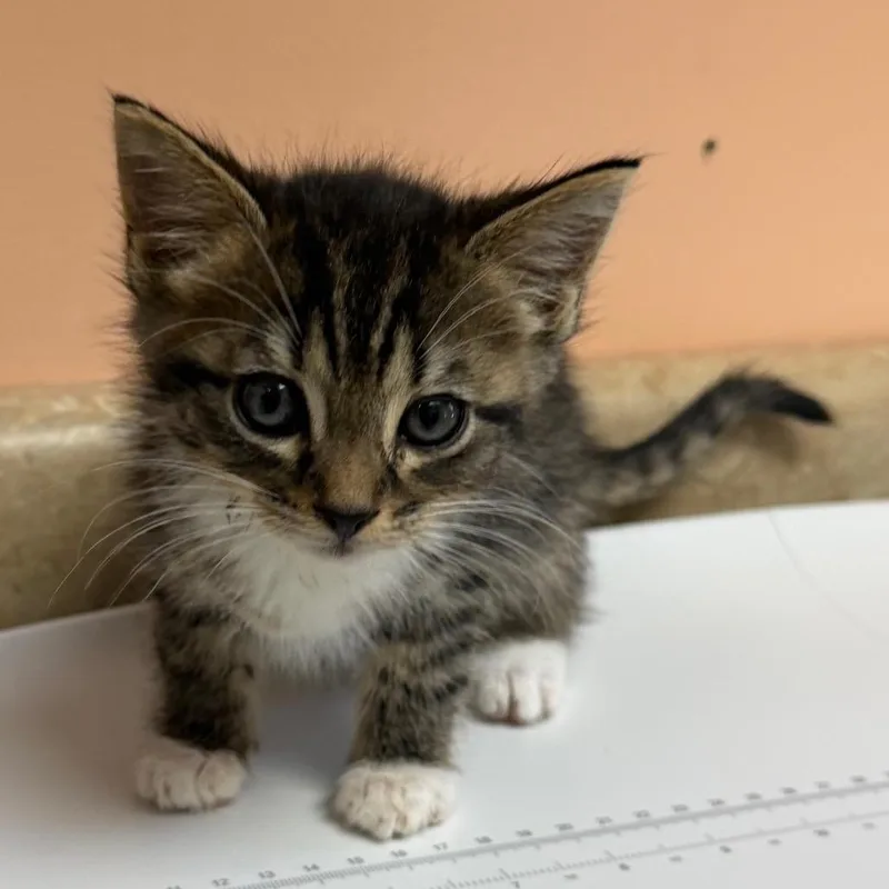 A baby small-sized male Gray / Blue / Silver Domestic Short Hair cat named Musketeer for adoption in Hamilton, GA