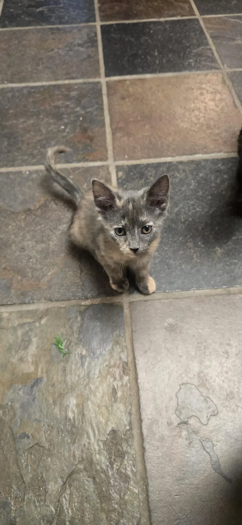 A baby medium-sized female Domestic Short Hair cat named Sneezy for adoption in Evergreen, CO