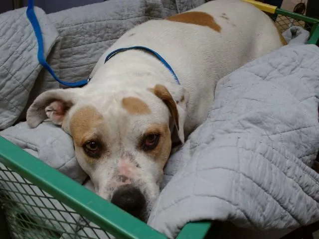 An adult medium-sized female Pit Bull Terrier dog named Matcha for adoption in Albuquerque, NM