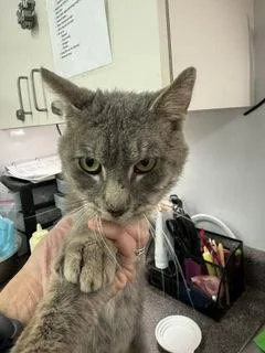 An adult small-sized male Domestic Short Hair cat named Chip for adoption in South Bend, IN
