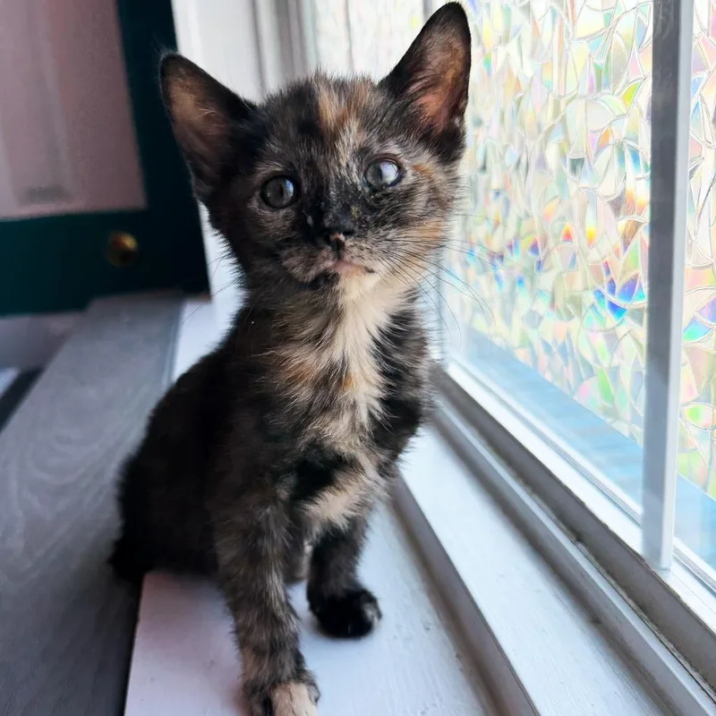A baby small-sized female Tortoiseshell Domestic Short Hair cat named Tammy for adoption in Asheville, NC