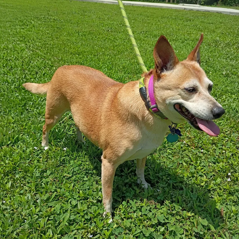 An adult medium-sized female Yellow / Tan / Blond / Fawn Terrier dog named Gemma for adoption in Maynardville, TN