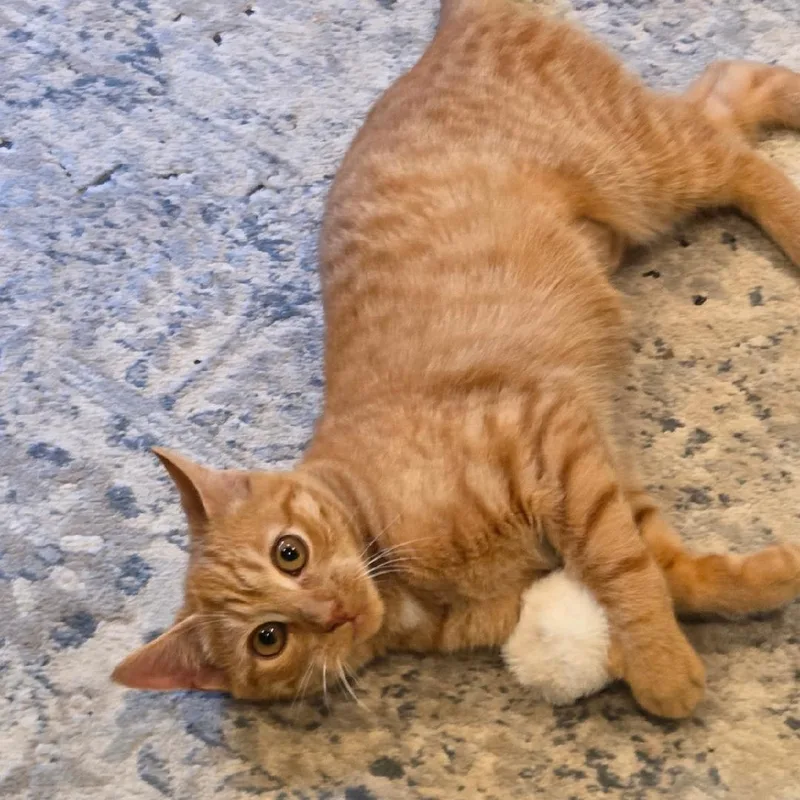 Sienna thumbnail 2
