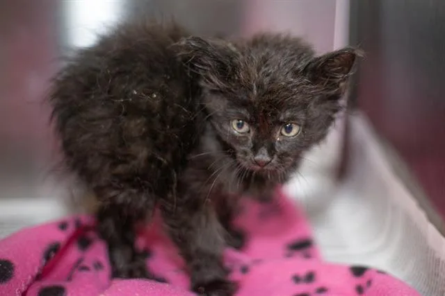 A baby small-sized male Domestic Long Hair cat named A for adoption in Charlotte, NC