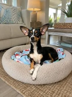 Bunny
