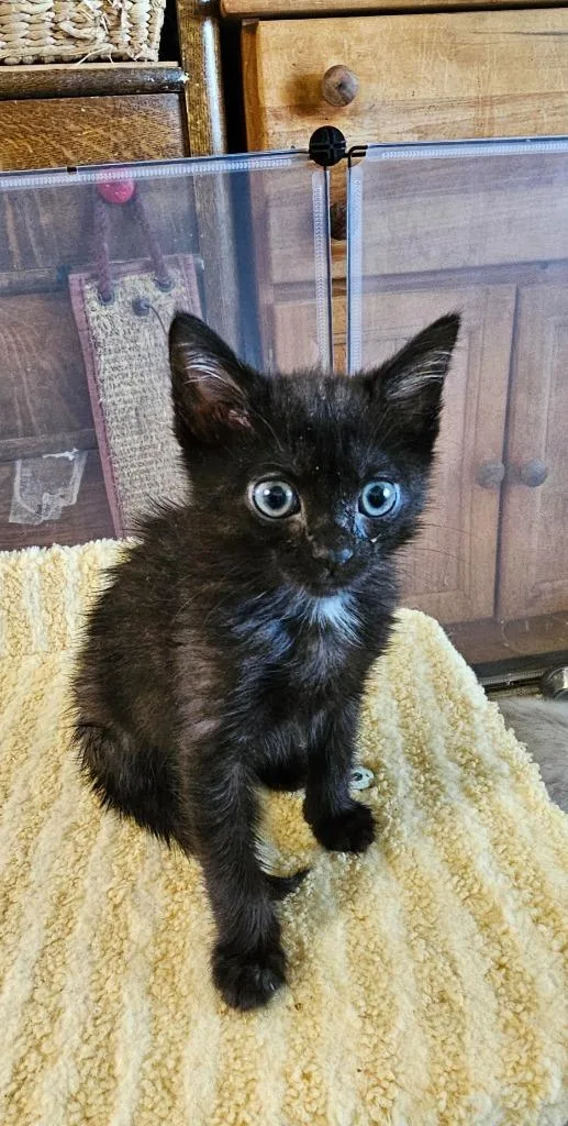 A baby medium-sized female Domestic Short Hair cat named Storm for adoption in Salt Lake City, UT