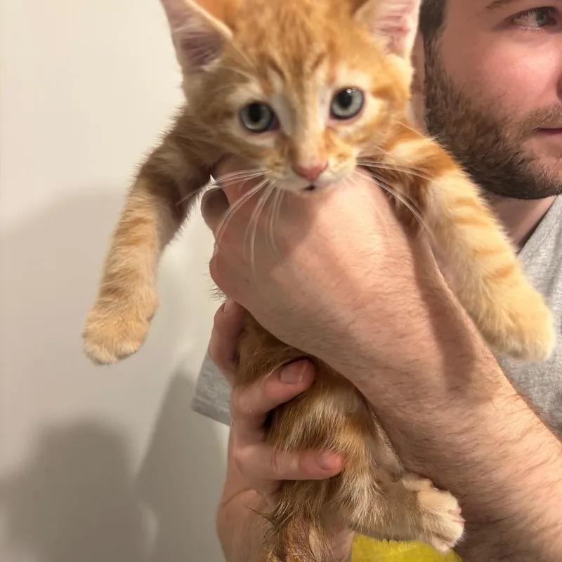 A baby small-sized female Orange / Red Domestic Short Hair cat named Stu for adoption in Inwood, WV