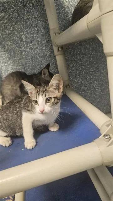 A baby medium-sized female Domestic Short Hair cat named Jane for adoption in Paradise, CA