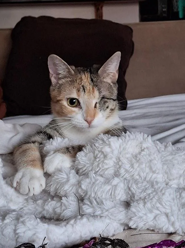 A baby medium-sized female Domestic Short Hair cat named Petal  Willow Grove for adoption in Greenville, DE