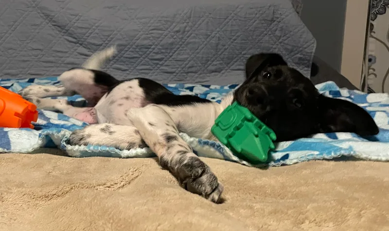 Clarabelle thumbnail 2