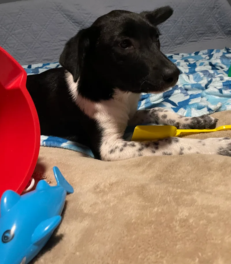 Clarabelle thumbnail 3