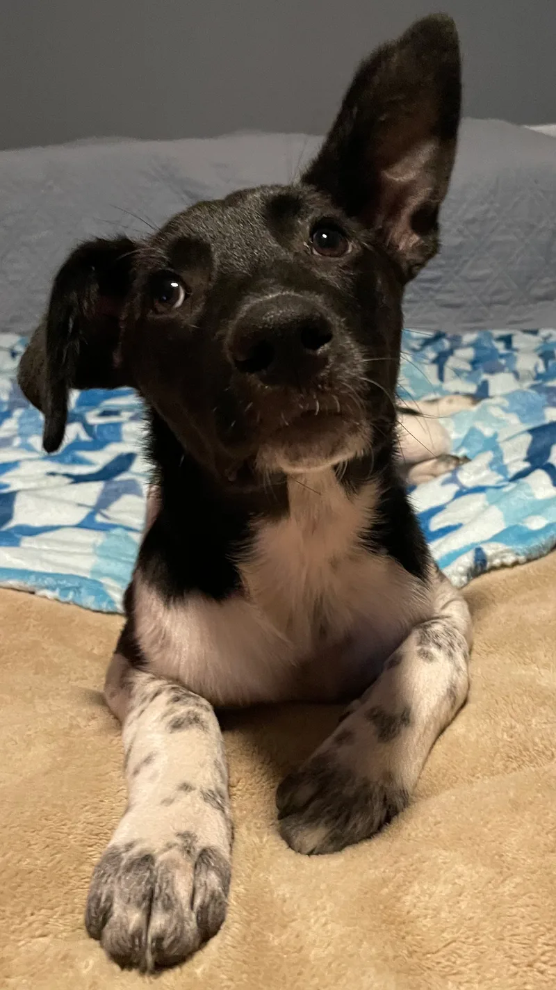 Clarabelle thumbnail 4