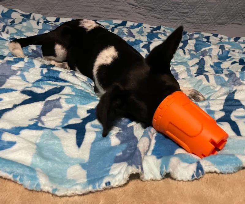 Clarabelle thumbnail 5