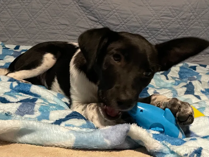 Clarabelle thumbnail 6