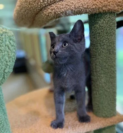 A young small-sized male Gray / Blue / Silver Domestic Short Hair cat named Hector for adoption in Midland, VA