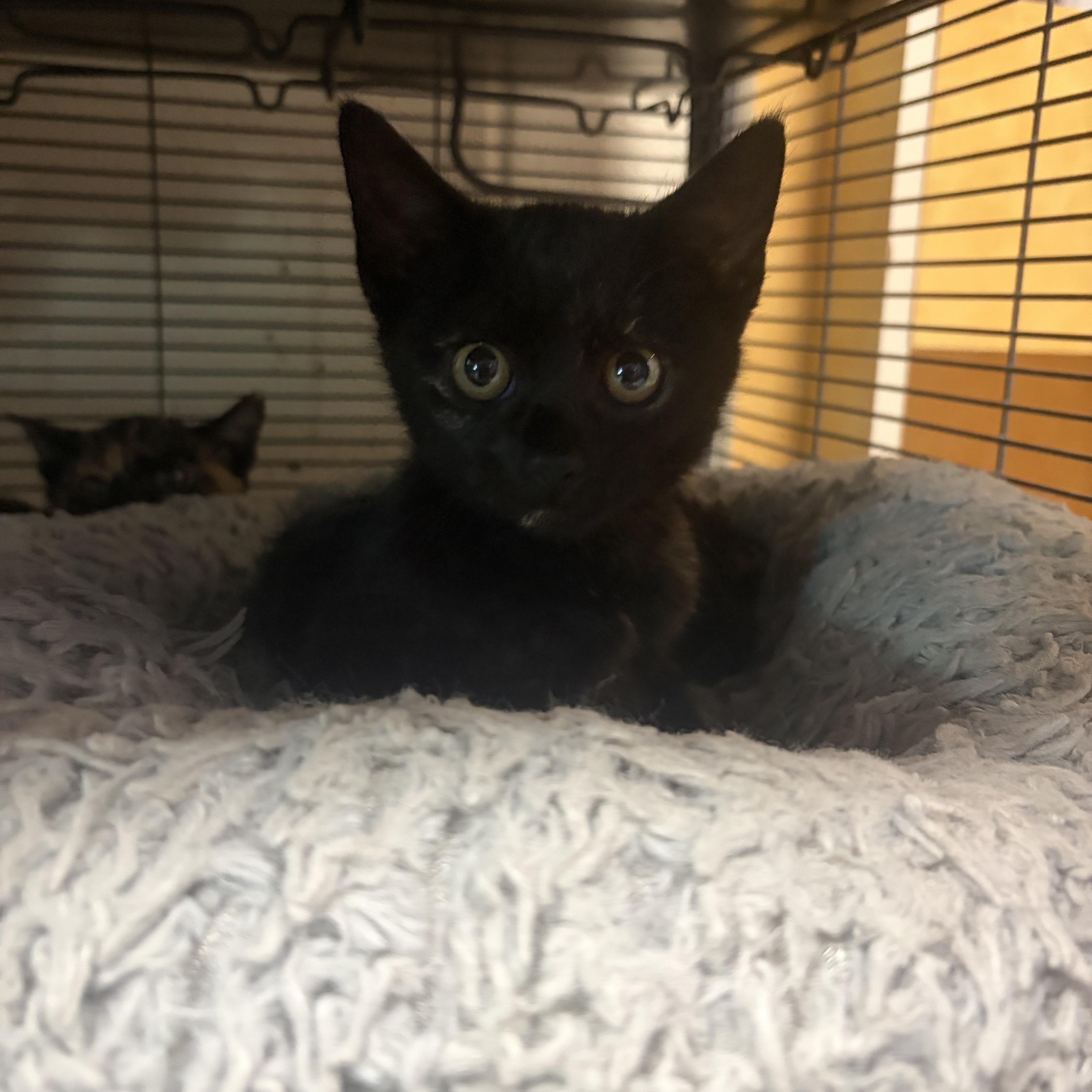 A baby medium-sized female Black Domestic Short Hair cat named Carly for adoption in Charleston, SC