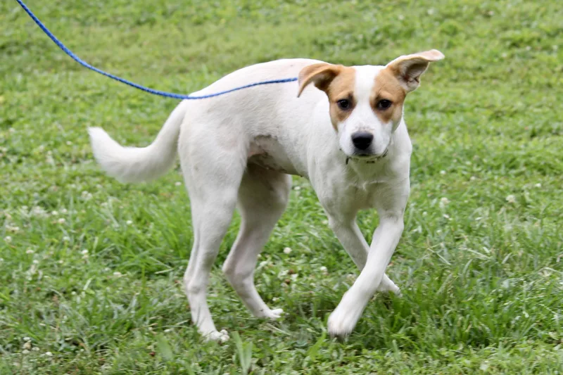 A young medium-sized female White / Cream Mixed Breed dog named Aster for adoption in Brazil, IN