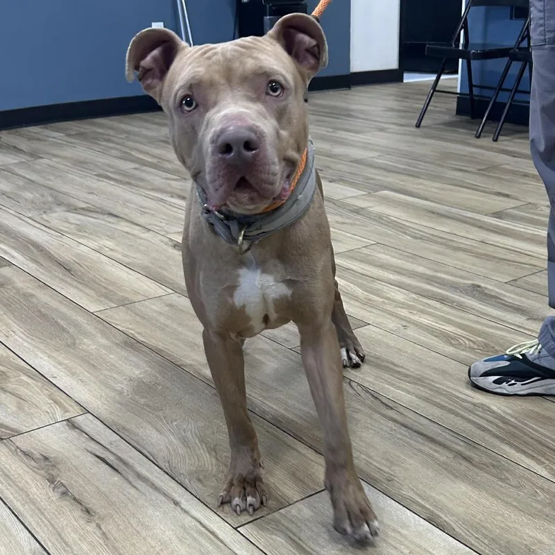 An adult large-sized male Red / Chestnut / Orange Pit Bull Terrier dog named Conan for adoption in Newark, NJ