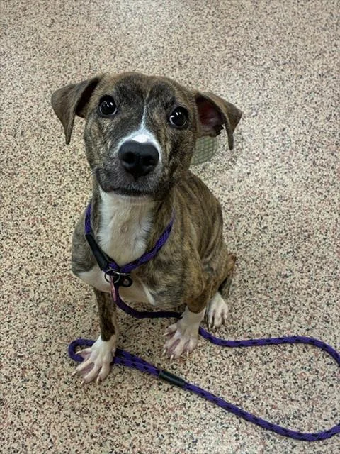 A young small-sized female Pit Bull Terrier dog named Squeakers for adoption in Springfield, MA