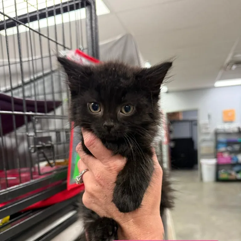 A baby small-sized female Black Domestic Long Hair cat named Acacia for adoption in Richmond, IN
