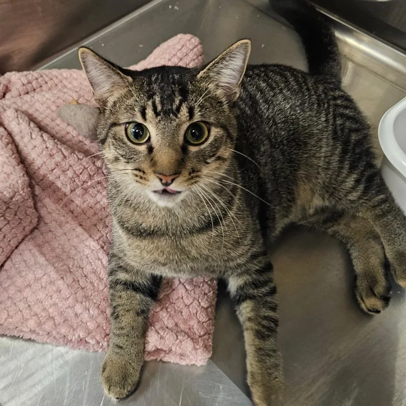A young medium-sized male Brown / Chocolate Domestic Short Hair cat named Paddington for adoption in Hedgesville, WV
