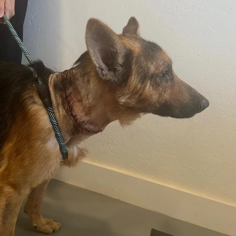 An adult medium-sized male Black German Shepherd Dog dog named Zev for adoption in Boerne, TX