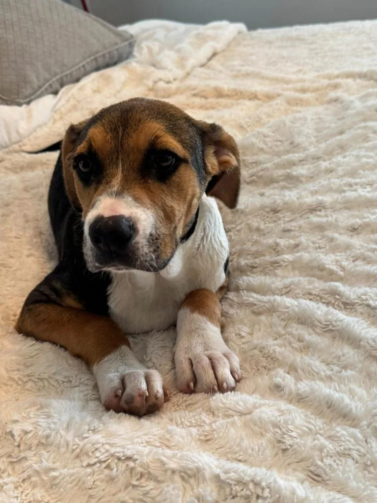 A baby medium-sized male Mixed Breed dog named Ranja for adoption in Fond Du Lac, WI