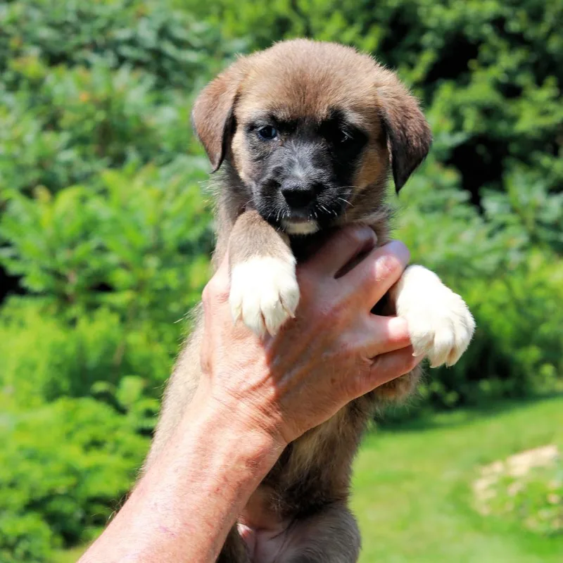 A baby medium-sized female Brown / Chocolate Labrador Retriever dog named CT Spades avail Aug for adoption in Eastford, CT