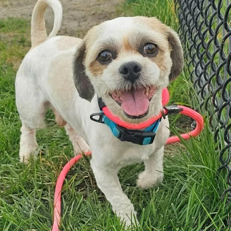 A young small-sized male Shih Tzu dog named Arlo for adoption in Minooka, IL