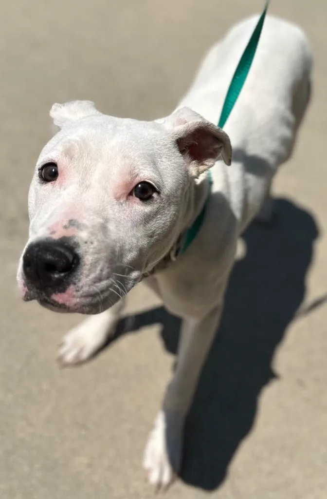 A young medium-sized female Mixed Breed dog named Sugar The Sequel for adoption in Rome, GA