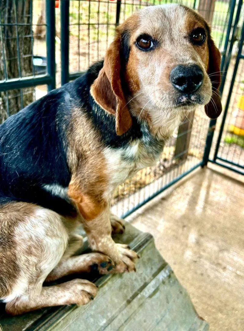 Chipmunk thumbnail 2